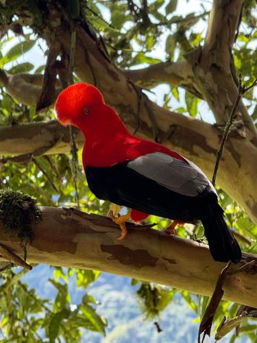 a red and black bird sitting on a tree branch at Tambo Quinde in Tandayapa