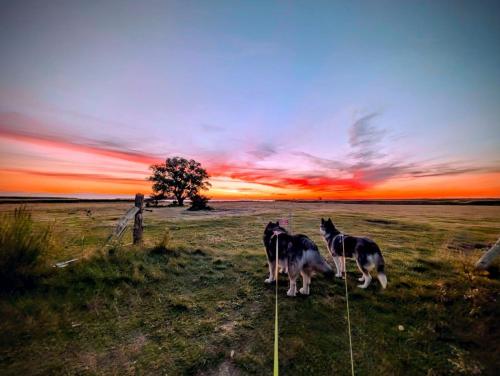 three dogs standing in a field at sunset at HuusamDarß in Fuhlendorf