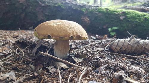 a mushroom and a pine cone on the ground at Pension Pod Lipou in Loučovice