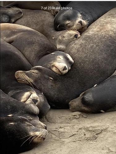 a group of seals laying on the ground at Luxe Beachside Escape Near Channel Islands in Hollywood Beach