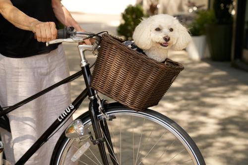 a white dog in a basket on a bike at Generator Hotel Washington DC in Washington