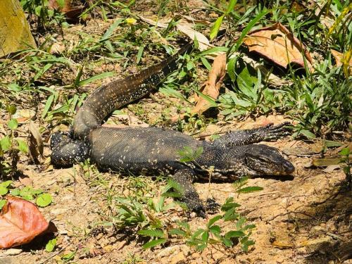 a lizard laying on the ground in the grass at Brinkhouse Guesthouse , Unawatuna beach in Unawatuna