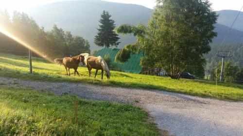 two horses grazing on the grass next to a road at Penzion Alenka in Špindlerův Mlýn