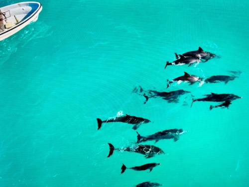 a group of dolphins swimming in the water next to a boat at Infinity Beach Boutique Hotel & SPA in Matemwe