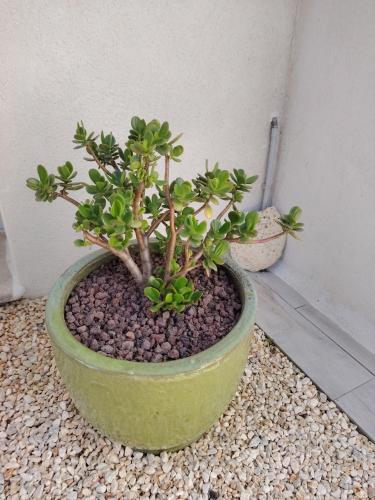 a plant in a green pot on the ground at Petit pied-à-terre à Marennes in Marennes