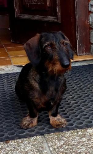 a black and brown dog sitting in front of a door at Ferienwohnung am Bauernhof Koa in Bad Goisern