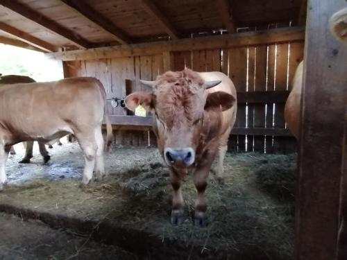 a brown cow is standing in a barn at Ferienwohnung am Bauernhof Koa in Bad Goisern