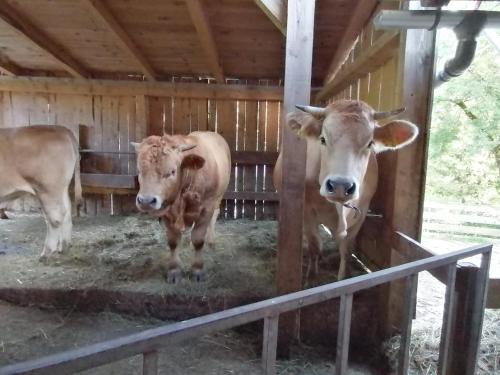 two cows are standing in a barn at Ferienwohnung am Bauernhof Koa in Bad Goisern