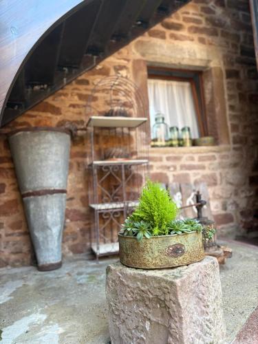 a plant in a pot sitting on a stump at Relais du Dompeter in Molsheim