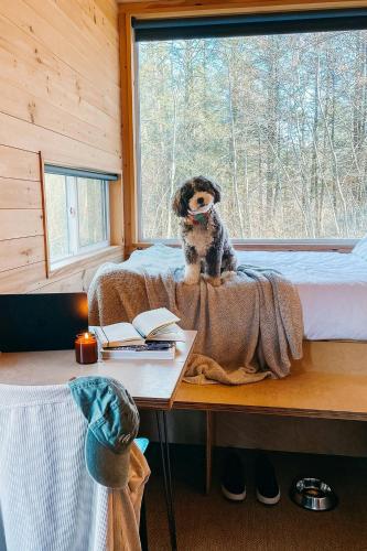 a dog sitting on a table looking out a window at Postcard Cabins Wild Rose, Outdoor Collection by Marriott Bonvoy in Wild Rose