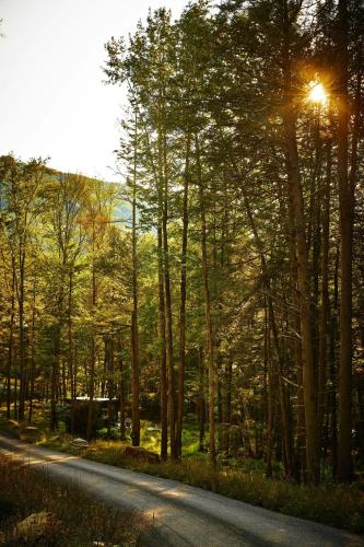 a road in the middle of a forest with a street light at Postcard Cabins Wild Rose, Outdoor Collection by Marriott Bonvoy in Wild Rose