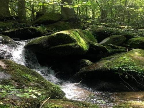 a stream of water with moss on rocks in a forest at Inviting apartment in Freyung with sauna & indoor pool in Freyung