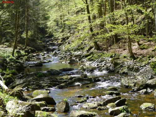 a stream in the woods with rocks and trees at Inviting apartment in Freyung with sauna & indoor pool in Freyung