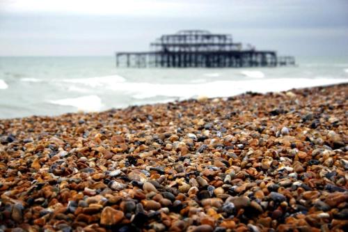 a large group of birds on a beach with a pier at On The Beach Penthouse with Sea View - 3 bedrooms - Roof Balcony - Spa, Sauna, Gym and Pool - Sleeps 6 in Brighton & Hove