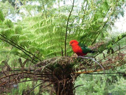 a red bird sitting on top of a tree at Birdsland Suite in Belgrave Heights