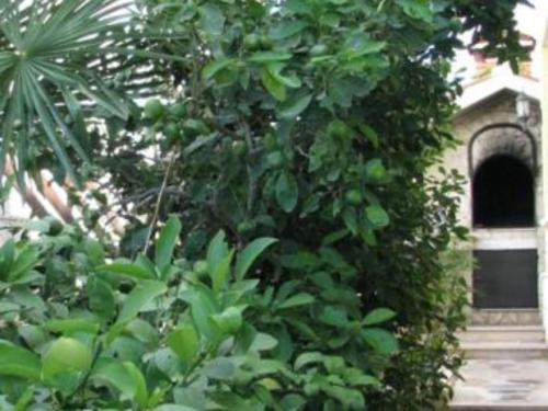 Apartments Milakovic-Kanica - Standard One Bedroom Apartment with Sea View and Terrace