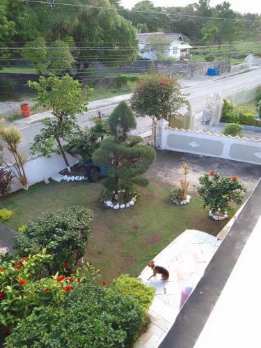 a dog sitting in a garden with trees and bushes at Pink flamingo in Port Antonio
