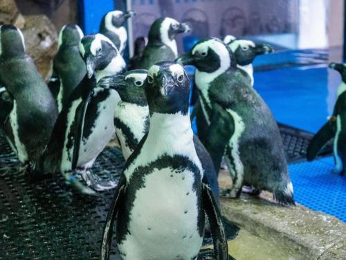 a group of penguins standing on a table at Beluga Sanya Discovery Ocean World in Shangsimacun
