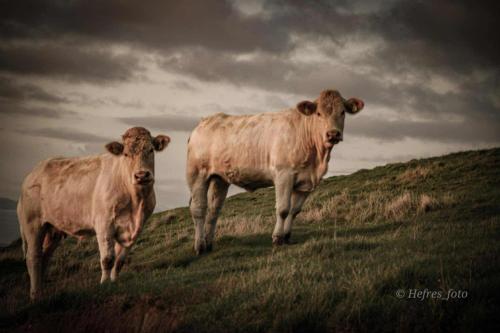 two cows standing on top of a grassy hill at Gjeterhytta in Stavanger