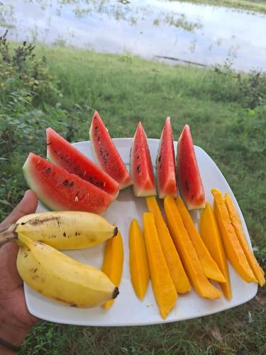 a plate of fruit on a plate with bananas and oranges at Dhanaya Safari Home in Udawalawe