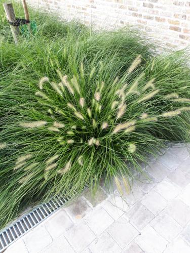 a plant in the grass next to a brick wall at de blinker in Knokke-Heist