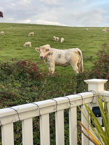 a cow standing in a field next to a fence at Turnberry holiday park in Turnberry