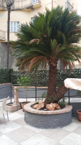 a palm tree sitting in a fountain in a courtyard at Hotel Alexia in Catanzaro