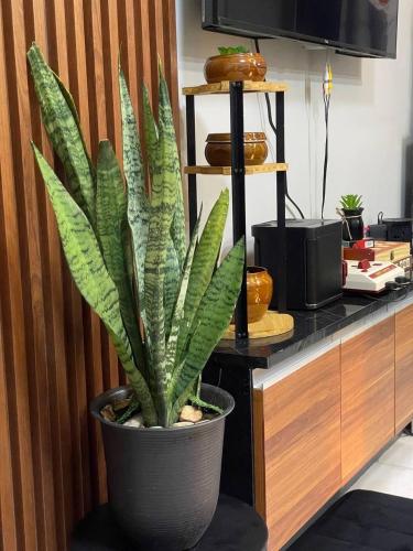 a plant in a pot sitting in front of a counter at Affordable 2BR Near Airport with WiFi, Netflix and Pool in Mactan