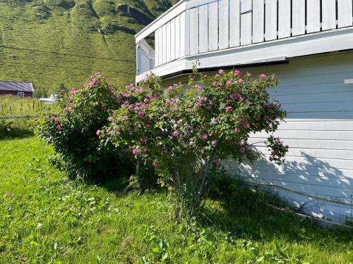 Κήπος έξω από το Yttersand Accomodation