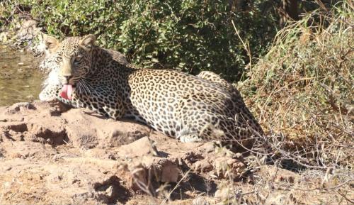 a leopard laying on a rock with its tongue out at Balule Bushveld Safari Lodge in Phalaborwa