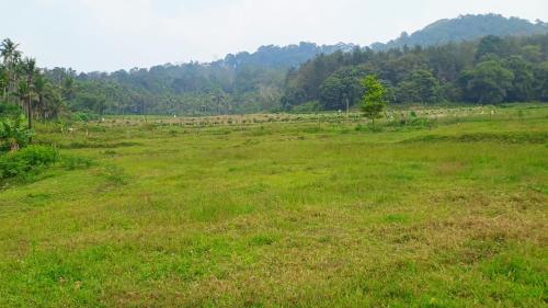 a field of grass with trees in the background at Nagesh paikera biligeri in Madikeri