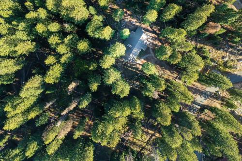 an overhead view of a forest of trees at Cabin on the Edge of Forever in Brighton