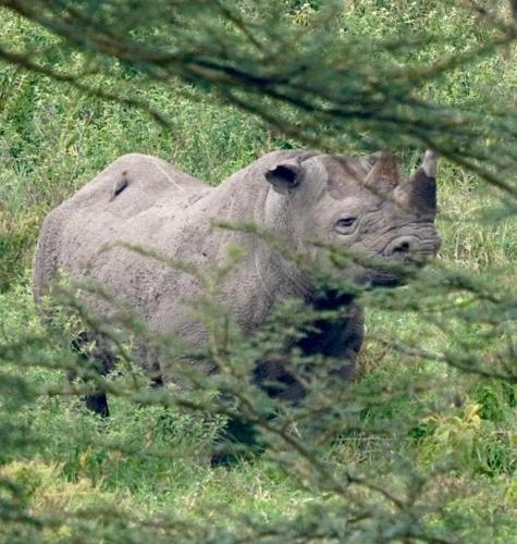 a rhino standing in a field of grass at AregeHomes in Nakuru