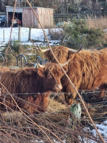 two brown cows laying in a field in the snow at The Rowan in Boat of Garten