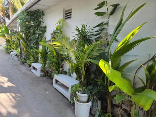 a bunch of plants sitting next to a building at ROYAL VILLAGE inn Dhangethi Maldives in Dhangethi