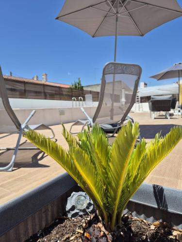 a plant in a planter next to a table and an umbrella at Luar de Prata by Portus Alacer in Crato