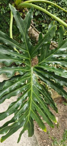 a large green plant with rain drops on it at Ecopousada Miriti in Belém