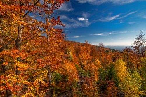 a forest of colorful trees in the fall at Landhaus Lerchenweg Ferienwohnung Eibe in Neuschönau