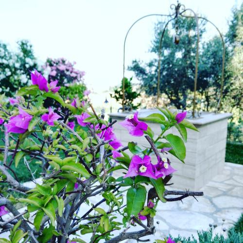 a bush with purple flowers in a garden at B&B Le Dive in Ostra