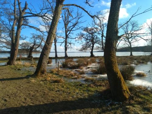 a group of trees in front of a body of water at 10 person holiday home in Ry-By Traum in Ry
