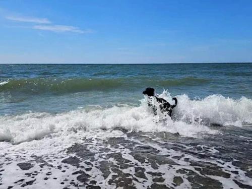 a dog riding a wave on a surfboard in the ocean at 4 star holiday home in Nørre Nebel in Nørre Nebel