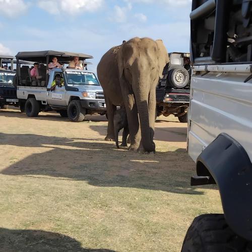 a large elephant walking in front of a vehicle at Yonan River Face Safari Resort in Udawalawe