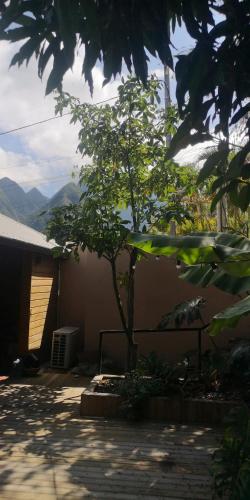 a small tree in a yard with a building at Maison 6 personnes au pieds des montagnes à l'Entre-deux in LʼEntre-Deux