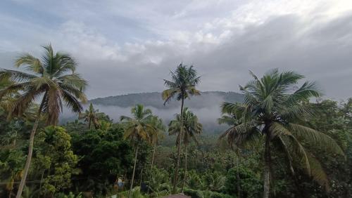 a group of palm trees in a forest with mountains at Pavans Rainy Days Home Stay in Athirappilly