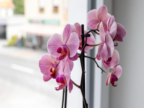a bunch of pink orchid flowers in a vase at Gailtaler apartment at an excursion location in Kötschach