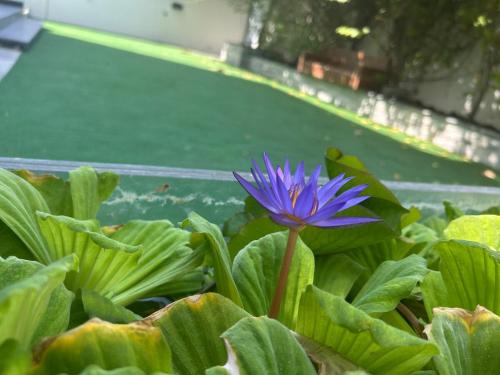 Κήπος έξω από το Dubai Hills Mahek Holiday Villa