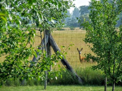 Balogh-Szatmári Kúria