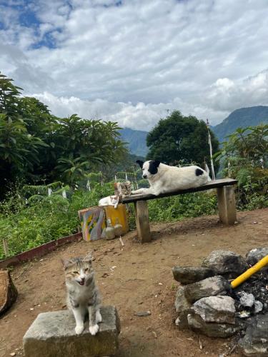 a cat sitting on a bench with a dog laying on it at The Blue House in Pelling