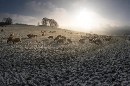 a herd of sheep grazing in a snow covered field at MERICI Hotel Sittard in Sittard