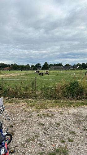 a field with horses grazing in the distance at Appelscha aan de diek in Appelscha